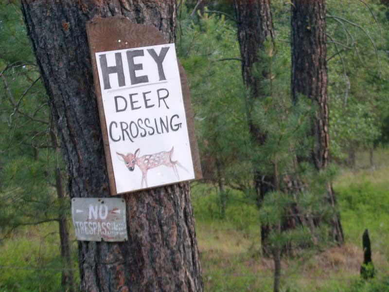 Ninemile Wildlife Workgroup Deer Crossing