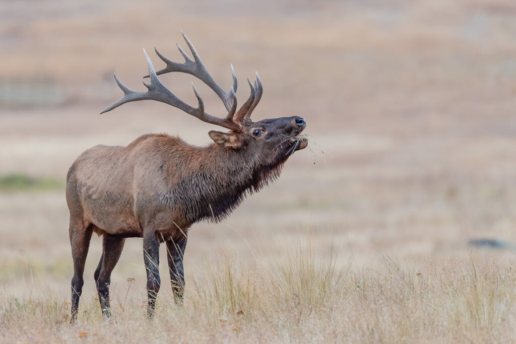 Ninemile Wildlife Workgroup Bull Elk