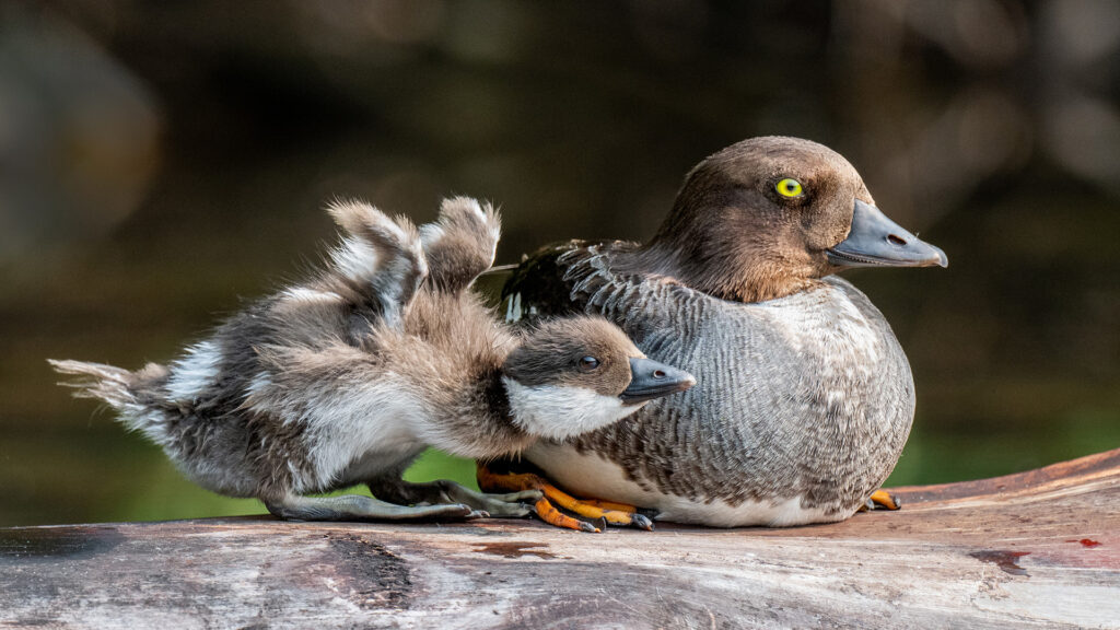Ninemile Wildlife Workgroup Common Golden Eye