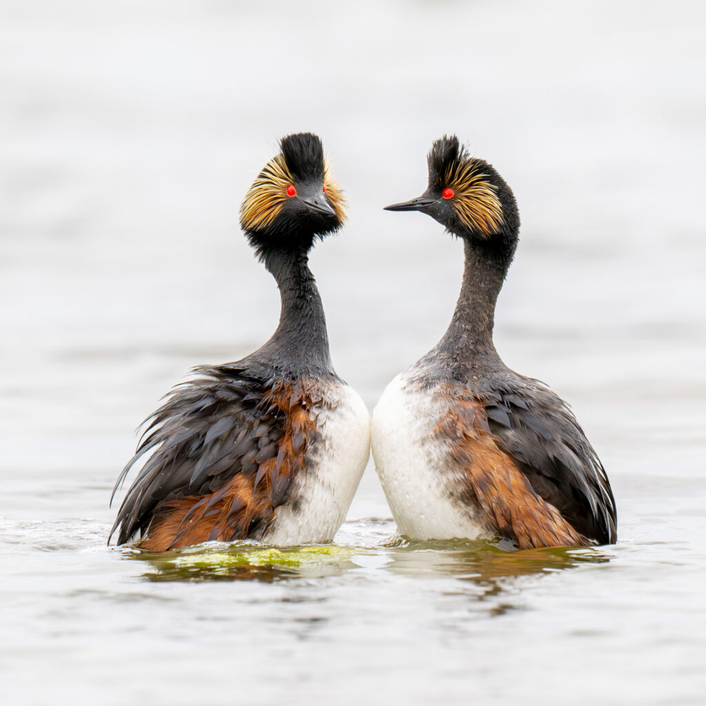 Ninemile Wildlife Workgroup Eared Grebe