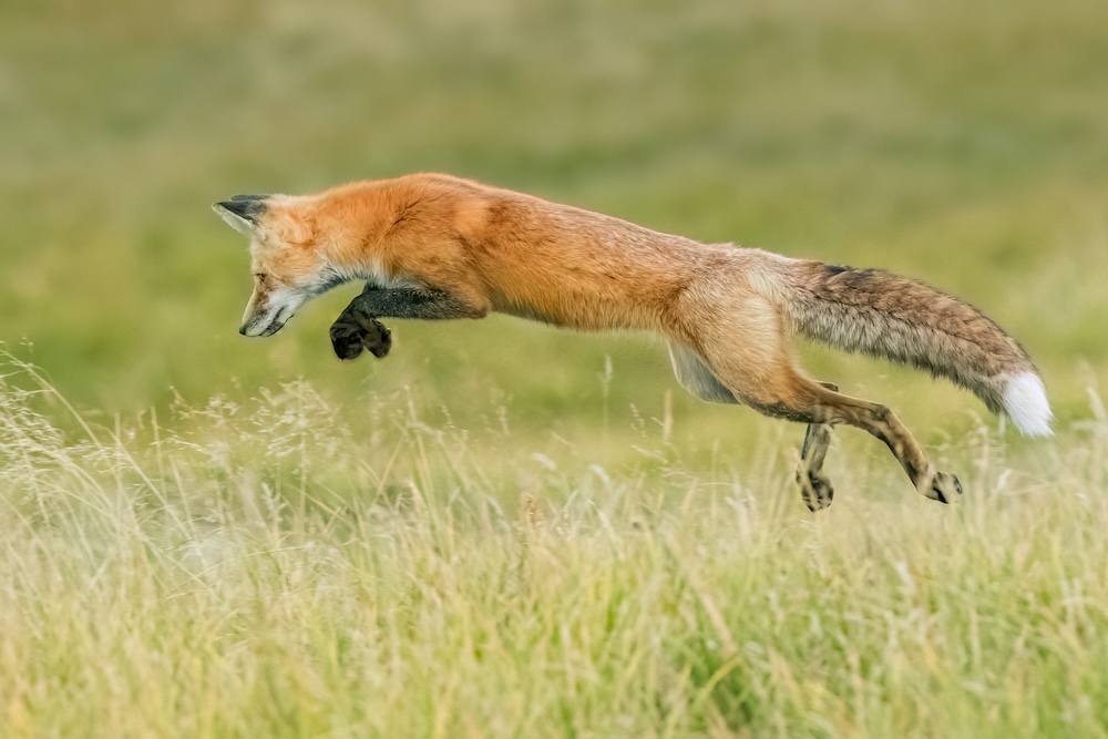 Ninemile Wildlife Workgroup Red Fox