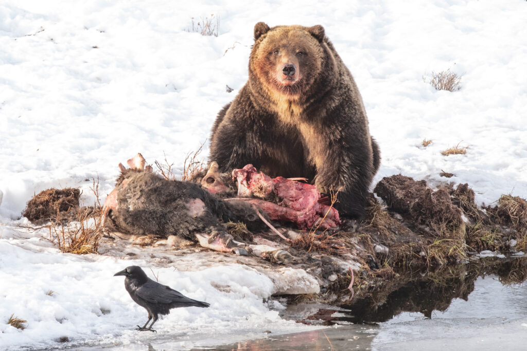 Ninemile Wildlife Workgroup Grizzly Bear Elk Kill