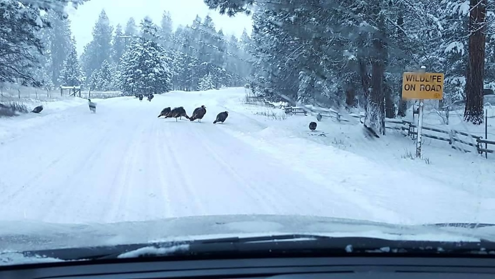 Ninemile Wildlfie Workgroup Turkey Crossing